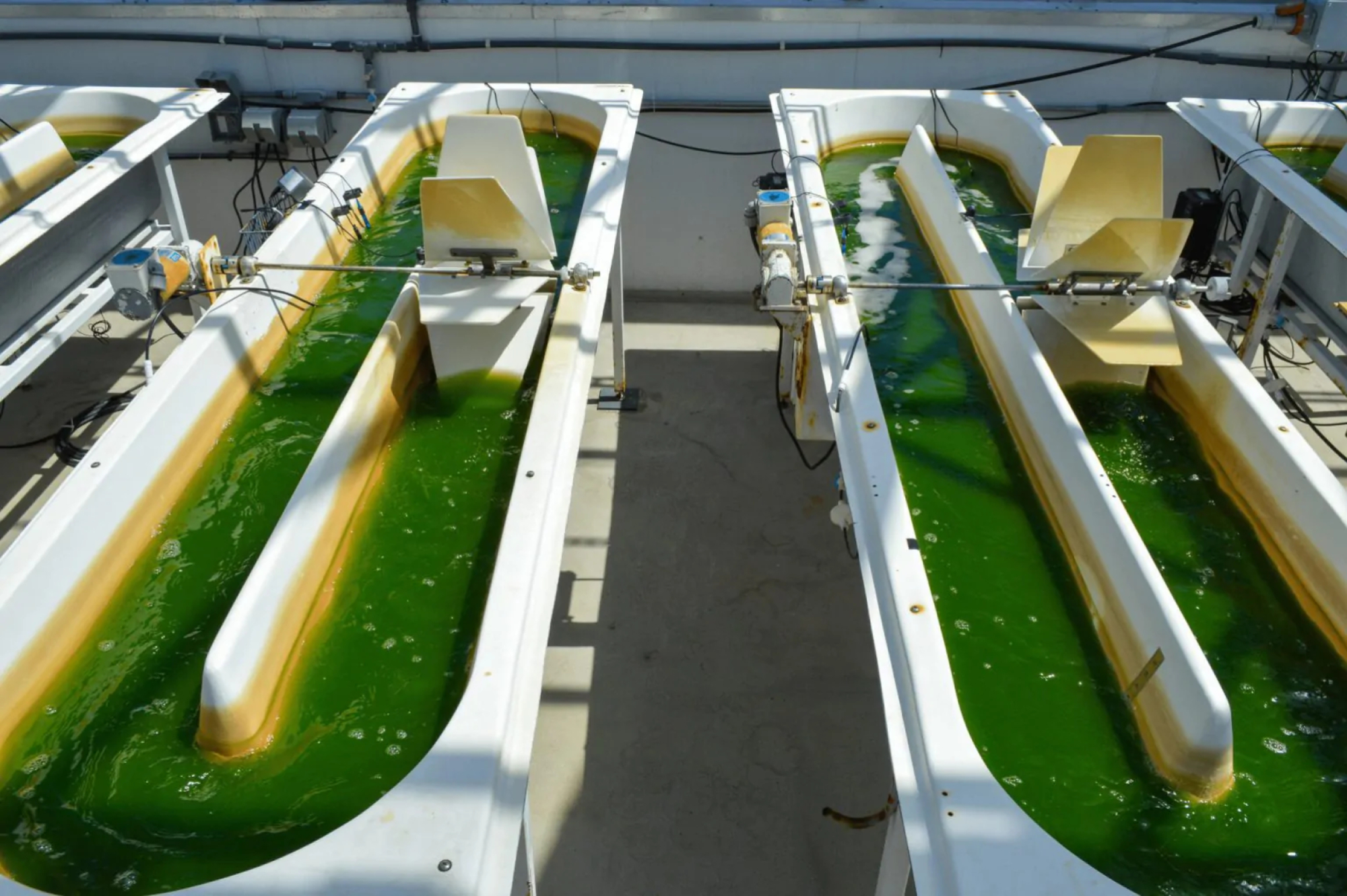 Two of Viridos' algae pools.