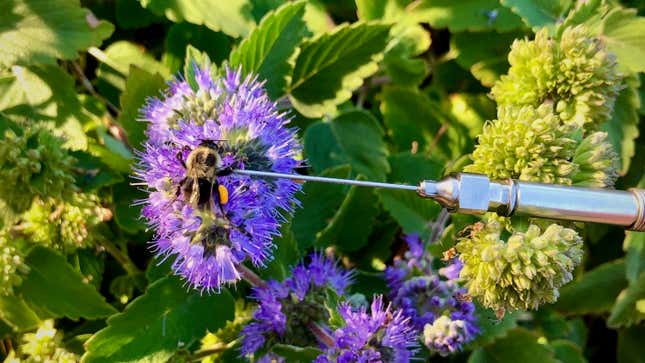 Photo of bumblebee on a temperature probe