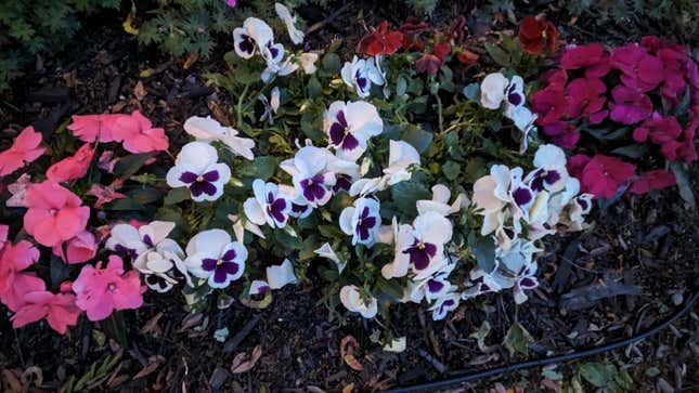 The Pixel Tablet can take advantage of Google’s many AI-powered camera tricks, including Night Sight, which did an admirable job at capturing flowers after the sun had set.