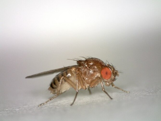 Common fruit fly (Drosophila melanogaster) on a slide.