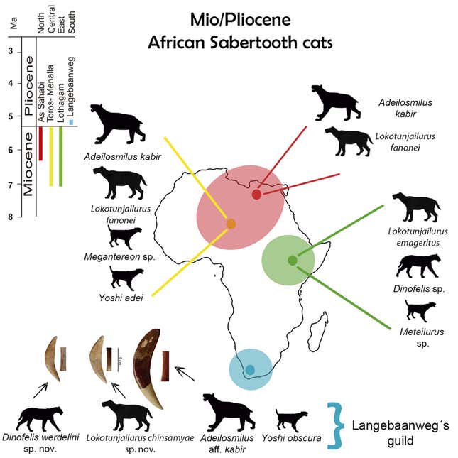 A map showing the distribution of sabertooth cats across Africa in the Miocene and Pliocene.
