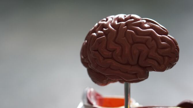 A plastic 3D brain model.