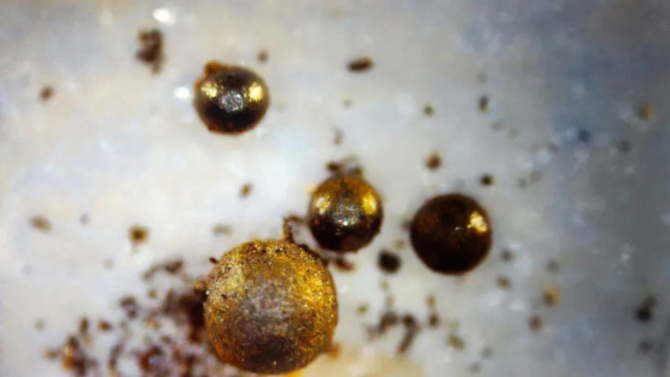 These tiny golden disco spaceballs came from the bottom of the Pacific.